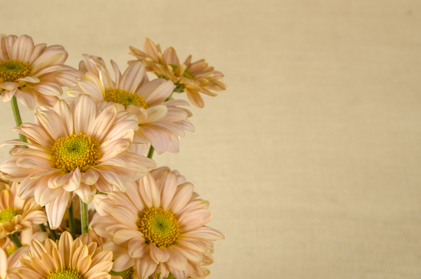 Obraz tła kwiatów - Zdjęcie, obraz