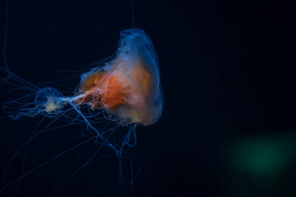 Яркая оранжевая медуза с призрачным свечением и протянутыми щупальцами плавает в глубоком синем море. Оранжевая медуза с расширенными щупальцами в голубой воде. - Фото, изображение