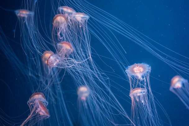 Um enxame de medusas etéreas com tentáculos longos deriva na vastidão do mar azul profundo. Enxame de medusas no Mar Azul Profundo. - Foto, Imagem