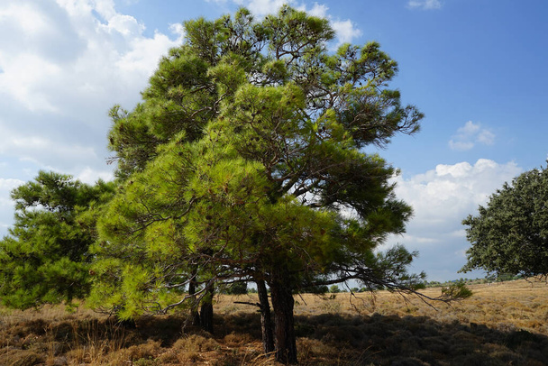 Pinus halepensis crece en agosto. Pinus halepensis, el pino de Alepo, el pino de Jerusalén, es un pino nativo de la región mediterránea. Isla de Rodas, Grecia  - Foto, imagen