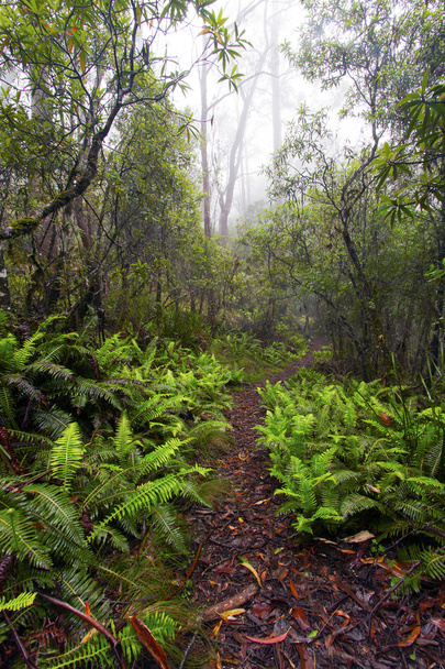 Пойнт-Лукаут, Национальный парк Новой Англии, Новый Южный Уэльс, Австралия
 - Фото, изображение