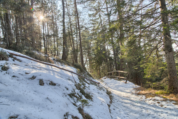 Walk path in alpine forest on Dolomites mountains - Fotografie, Obrázek