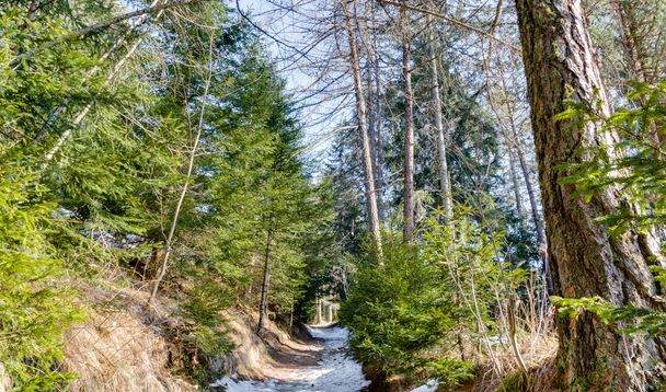 Sentiero a piedi nella foresta alpina sulle Dolomiti
 - Foto, immagini