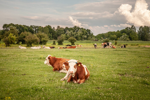 Selectief vervagen op een Holsteiner frisse koe met zijn typische bruin-witte vacht, liggend en rustend in een Servische weide. Holstein is een koeienras, bekend om zijn melkproductie. - Foto, afbeelding