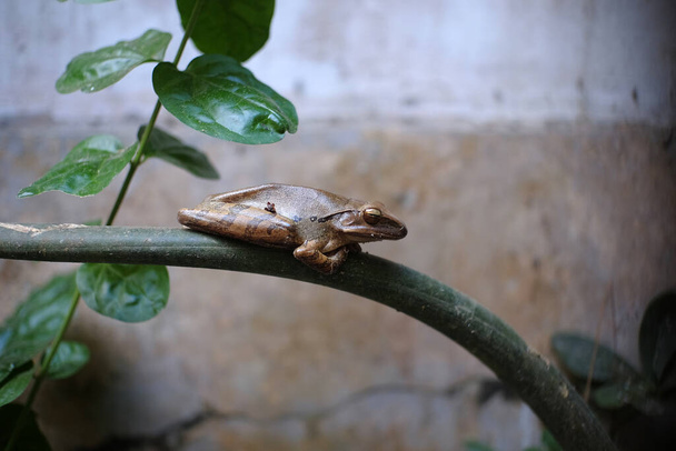 Secret Robber Frog o Pristimantis Incertus, una specie di rane della famiglia Strabomantidae. I suoi habitat naturali sono foreste tropicali umide di pianura e foreste montane umide. - Foto, immagini