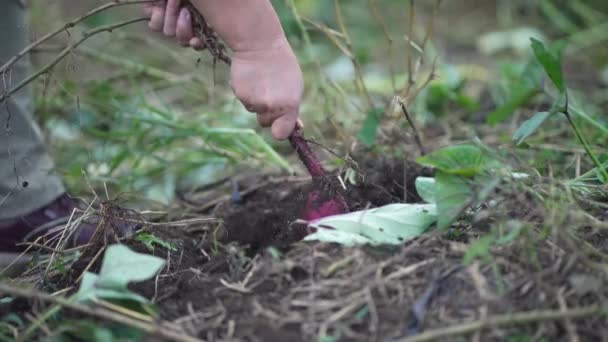 Una mujer cosechando batatas - Metraje, vídeo