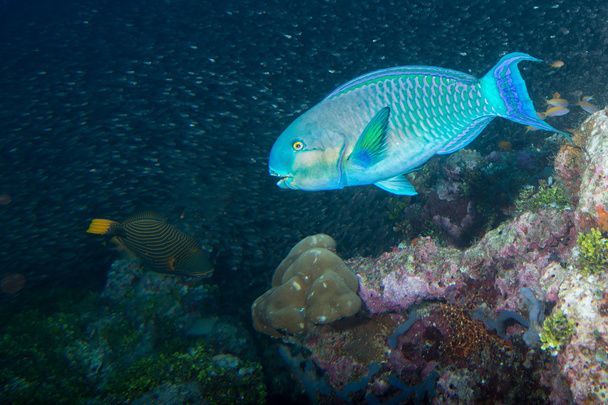 риби папуги під водою
 - Фото, зображення