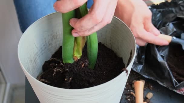 Man tuinman handen transplantatie zamioculcas huis plant in pot. Grond toevoegen Begrip tuinieren en planten van bloemen in pot. Zorgen voor thuisplanten. Voorjaar herbeplanting. Geldboom - Video