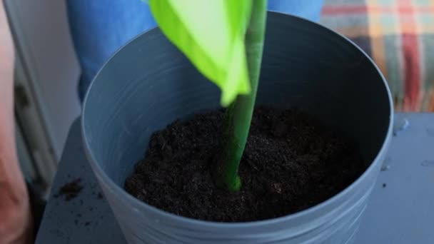 Het omzetten van thuis potplant monstera in nieuwe pot. Wakker Indoor Planten. Replant in nieuwe grond, mannelijke handen die zorgen voor tropische planten, duurzaamheid en milieu. Grond toevoegen Lente - Video