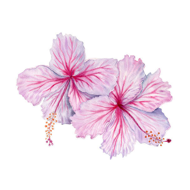 Two watercolor pink and white hibiscus flowers. Hand painted blossom isolated on white background. Realistic delicate floral element. Hibiscus tea, syrup, cosmetics, beauty, fashion prints, designs - Photo, Image