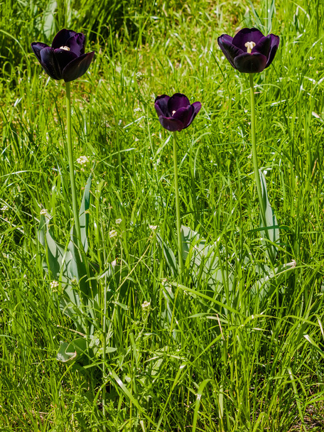 Три темно-фіолетові тюльпани
 - Фото, зображення