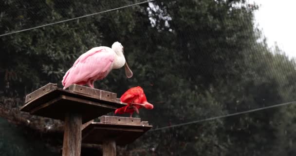 Κόκκινα ibis και σπάτουλα σε ένα φυσικό καταφύγιο στην Ιταλία. Scarlet ibis και Evdokim Ruber με τριανταφυλλιά - Πλάνα, βίντεο