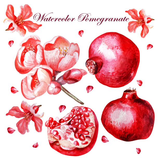 Krásná akvarel set s ovocem a květy granátového jablka. - Vektor, obrázek