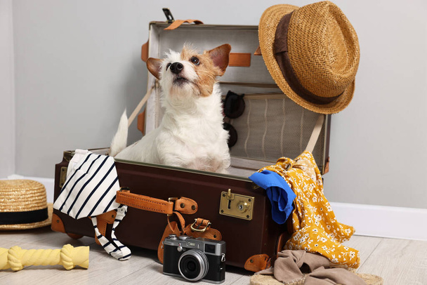 Travel with pet. Dog, clothes and suitcase indoors - Foto, afbeelding