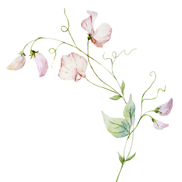 Nice watercolor flowers - Vector, afbeelding