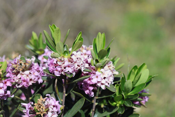 Daphne sericea is a shrubby wild plant with purple flowers - Photo, Image