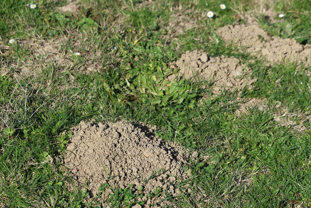 vers gegraven molshoop in het veld - Foto, afbeelding