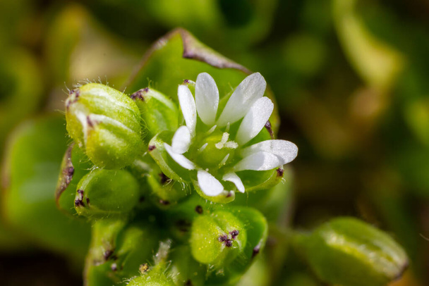 In the spring, Stellaria media grows in the wild. A herbaceous plant that often grows in gardens as a weed. Small white flowers on fleshy green stems. - Photo, Image