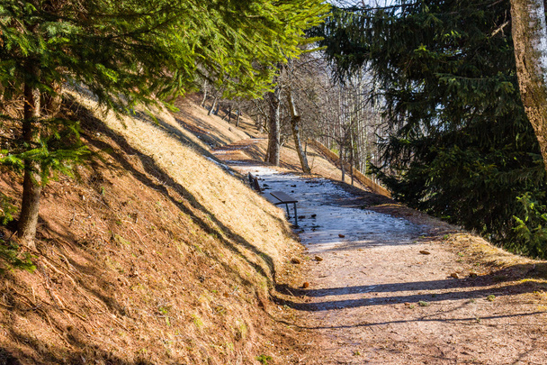 chodnik w sosnowym lesie na Dolomity - Zdjęcie, obraz