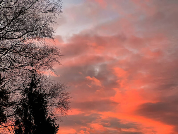 Красное небо вскоре после захода солнца видно в лесу в качестве фона. - Фото, изображение