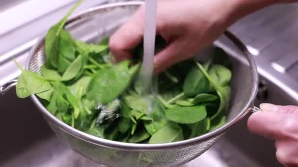 woman hands washing baby spinach in kitchen sink close-up - Footage, Video