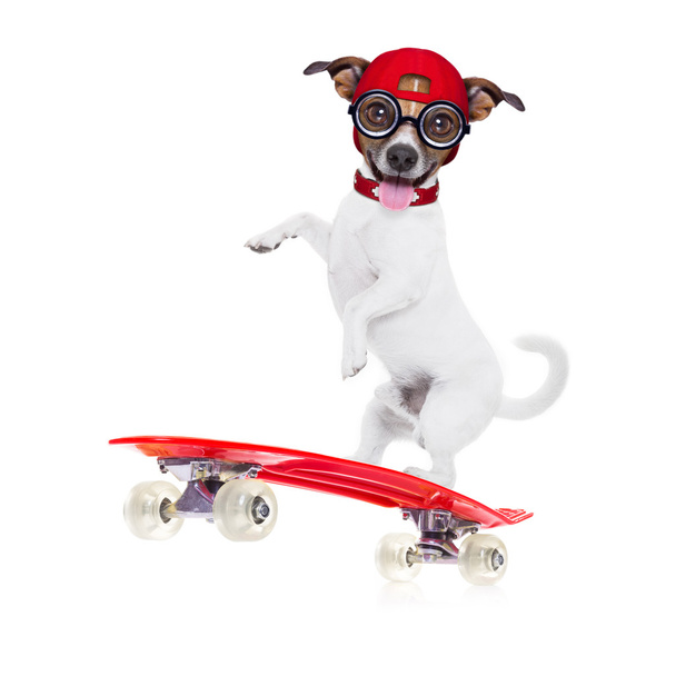 skater  boy dog - Fotó, kép