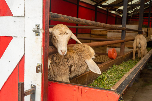 Alimentation des groupes d'animaux ovins Ovis aries sur la ferme nationale. La photo est adaptée à l'utilisation pour l'affiche de la ferme et les médias de contenu animal. - Photo, image
