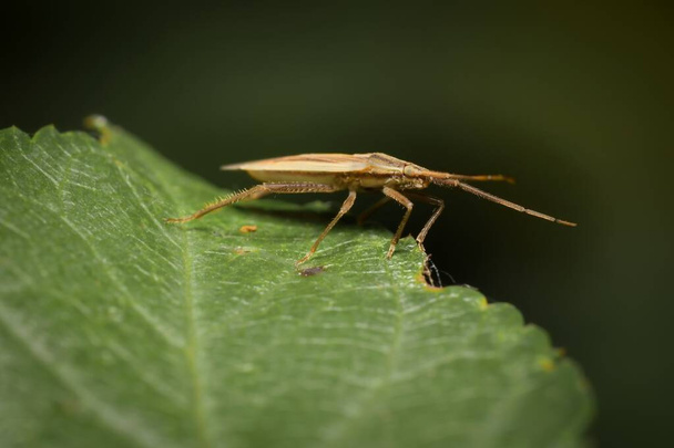 Коричневий щит жука на листі - Фото, зображення