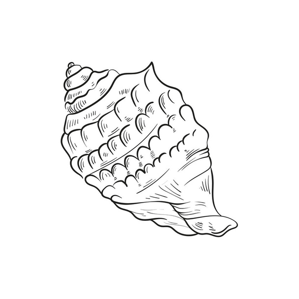 Desenhado à mão, ilustrações de linha gravada de conchas de moluscos realistas em várias formas. Perfeito para desenhos marinhos. Esboços em preto e branco em um fundo peônia marinha, incluindo estrelas do mar. Ideal para projetos submarinos - Vetor, Imagem