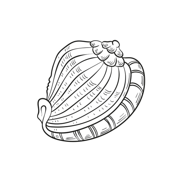 Hand-drawn, engraved line illustrations of realistic mollusk shells in various forms. Perfect for marine-themed designs. Black and white sketches on a navy peony background, including starfish. Ideal for undersea-themed projects - Vector, Image
