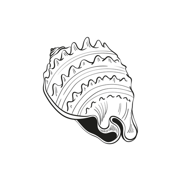 Hand-drawn, engraved line illustrations of realistic mollusk shells in various forms. Perfect for marine-themed designs. Black and white sketches on a navy peony background, including starfish. Ideal for undersea-themed projects - Vector, Image