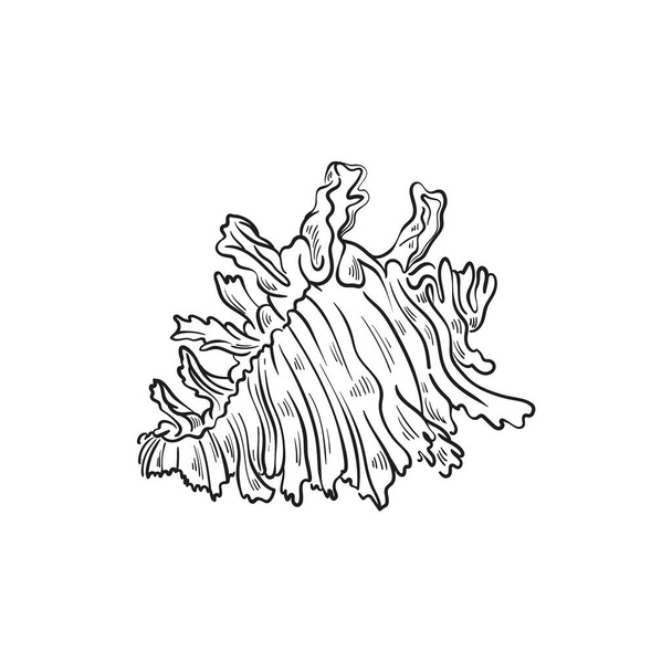 さまざまな形態の現実的なモルスク貝の手描き,刻まれたラインのイラスト. 海洋をテーマにしたデザインに最適です. ヒトデシュを含む海軍の背景にある黒と白のスケッチ. 海底テーマのプロジェクトに最適 - ベクター画像