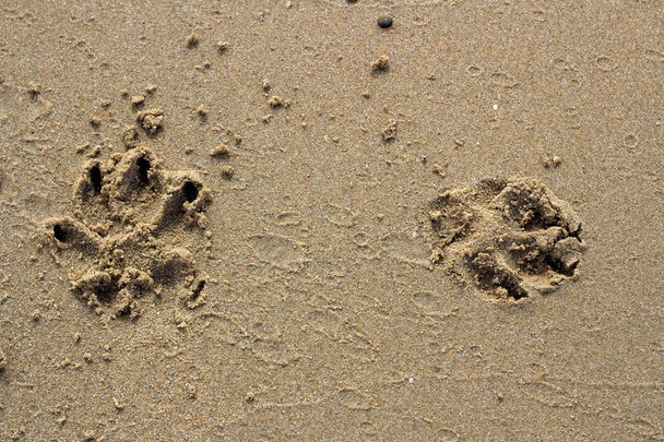 Psí packa stopy v písku - Fotografie, Obrázek