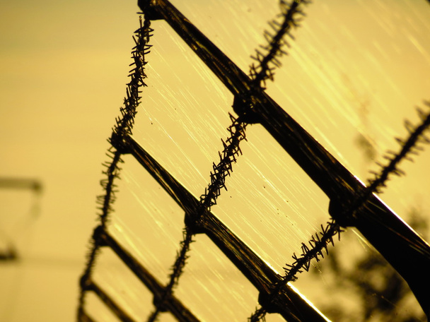 clôture barbelée, toile d'araignée au coucher du soleil d'automne
 - Photo, image