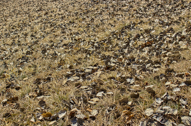 carpet of fall leaves and blades of grass in winter - Photo, Image