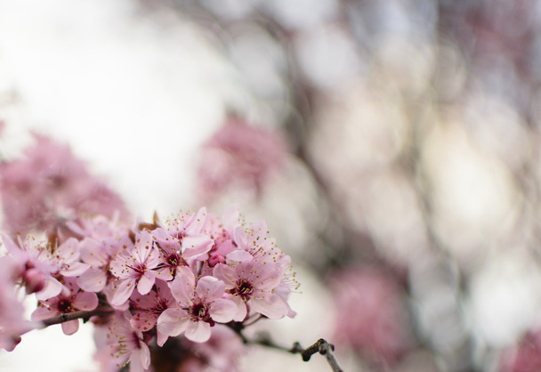 Primavera escénica - ramita con flores de ciruela rosa
 - Foto, imagen