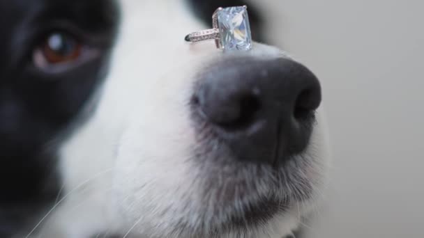 Benimle evlenir misin? Komik köpek yavrusu sınır köpeği Collie, beyaz arka planda izole edilmiş burnuna alyans takıyor. Nişan yüzüklü köpek burnu. Nişan teklifi konsepti - Video, Çekim