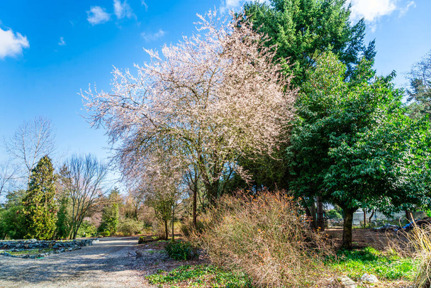 Seatac, Washington 'da bir bahçede bir kiraz ağacı çiçek açtı.. - Fotoğraf, Görsel