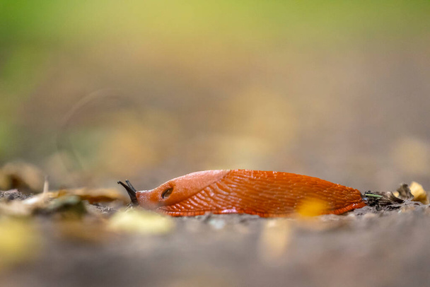 Closeup of a Large european red slug, Arion Rufus, crawling in a natural setting - Photo, Image