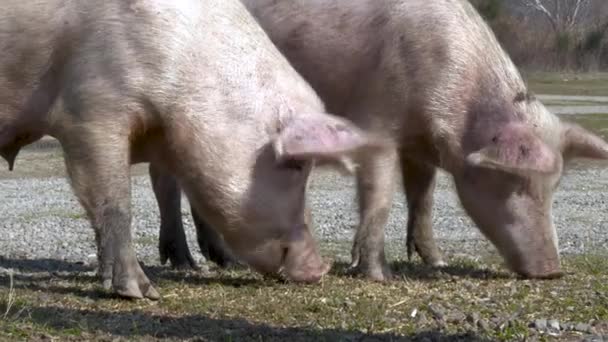 Twee varkens grazen zij aan zij op een heldere dag, snuit begraven in het gras. - Video