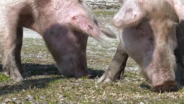 Two pigs graze side by side on a bright day, snouts buried in the grass. - Footage, Video