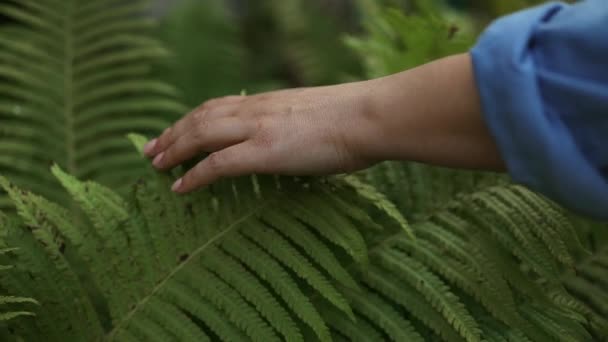Una donna curata tocca delicatamente una pianta, le foglie di una felce in un giardino sul retro in estate. - Filmati, video
