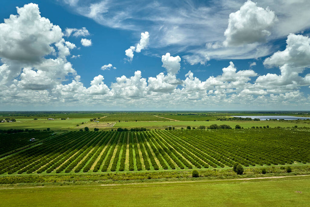 Uitzicht van bovenaf op groene landerijen met rijen sinaasappelbomen die groeien op een zonnige dag in Florida. - Foto, afbeelding