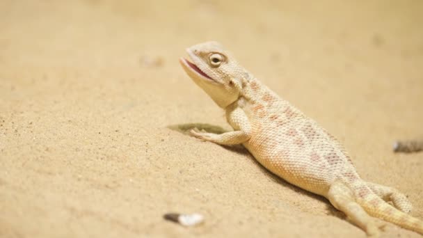 Un reptil, conocido como lagarto, está tomando el sol en un terreno arenoso con la boca abierta, absorbiendo el calor del paisaje. - Metraje, vídeo