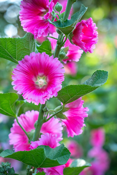 Квіти Alcea setosa цвітуть навесні 2024 року ранковий екологічний сад - Фото, зображення