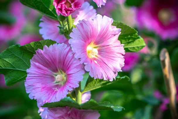 Квіти Alcea setosa цвітуть навесні 2024 року ранковий екологічний сад - Фото, зображення
