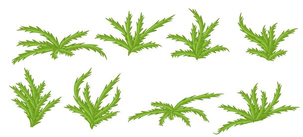 Green plants, bushes vector set. - Вектор,изображение