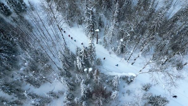 Vue aérienne du haut vers le bas du groupe de randonneurs suivant un par un le sentier enneigé. Clip. Forêt hivernale et neige tombante - Photo, image