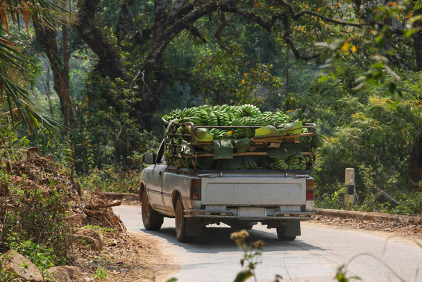Muchos plátanos frescos llenando la parte trasera de la camioneta. Conduciendo a través de un camino rural en el bosque para vender en el mercado de frutas en la ciudad - Foto, Imagen