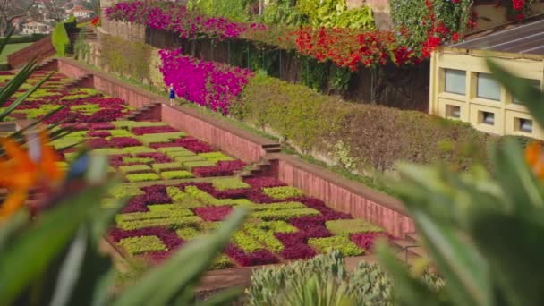 Botanische tuin van Funchal, Madeira. Camera beweegt tussen kleurrijke bloemen in botanische tuin 2024. Prachtig zonnig uitzicht op de gevarieerde vegetatie van het eiland Madeira en de stad Funchal. - Video